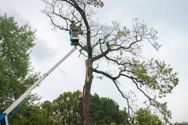 Best Tree Cabling and Bracing  in Ahtanum, WA